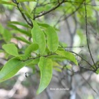 Grangeria borbonica Bois de punaise Chrysobalan aceae  Endémique La Réunion, Maurice 642.jpeg